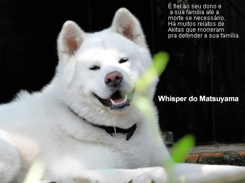 Akita Whisper do Matsuyama Anuario de cães 2012