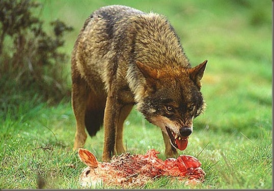 Alimentação Natural, lobo comendo uma lebre