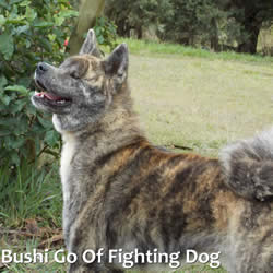 BUSHI GO OF FIGHTING DOG