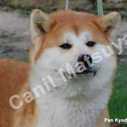 Pan Kyodai Go Of Fighting Dog