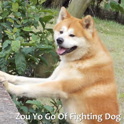 ZOU YO GO OF FIGHTING DOG